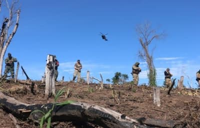 Reforestarán áreas afectadas por marihuana