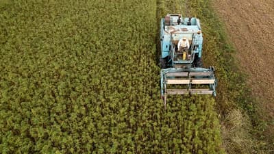 Paraguay avanza: Cannabis industrial ingresa al sector de balanceados