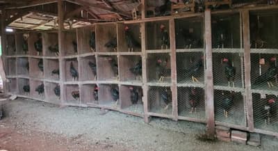 Imputan a docente por organizar riñas de gallos en su vivienda