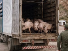 Denuncian ingreso ilegal de cerdos desde Brasil