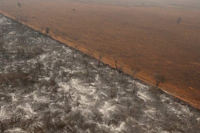 Codehupy exige medidas urgentes ante ecocidio en el Chaco