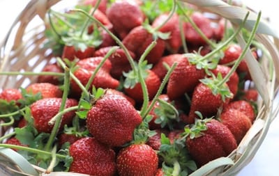 Inicia la cosecha de frutillas tempraneras en Areguá