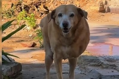 Chuli perdió una pata en Pedrozo y encontró un hogar