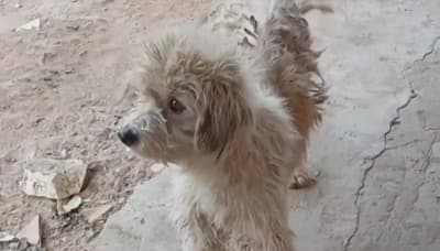 Comerciante en Limpio quema a perro callejero con agua caliente y enfrenta denuncia