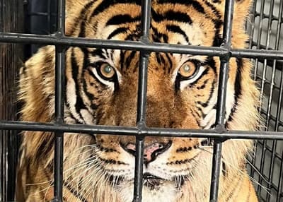 Mike, el tigre de Bengala del zoo, será sedado para estudios médicos
