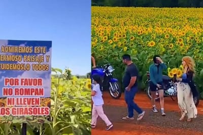 Denuncian robo de girasoles en Caaguazú y anuncian restricciones a visitantes
