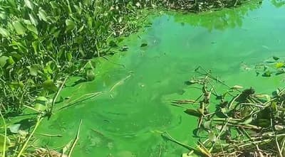 Denuncian contaminación en la laguna de Cateura por desechos industriales