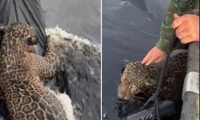 Rescatan a yaguareté baleado en el Amazonas
