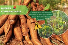 Senave alerta por enfermedad que amenaza cultivos de mandioca