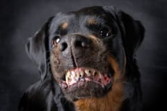 Proponen licencia para tener perros considerados peligrosos