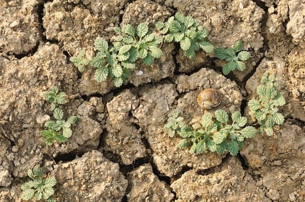 Día contra la Desertificación y Sequía: suelos que se degradan