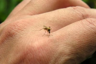 Disminuyen casos de chikungunya, pero aumentan los de dengue