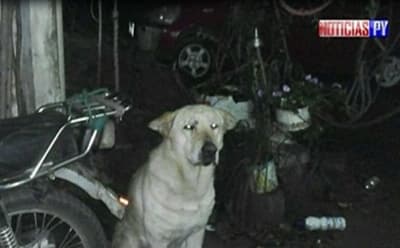 Niño fallece tras ser atacado por un perro